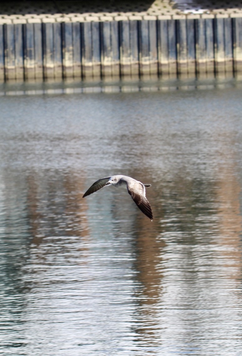 Gaviota Guanaguanare - ML402474161