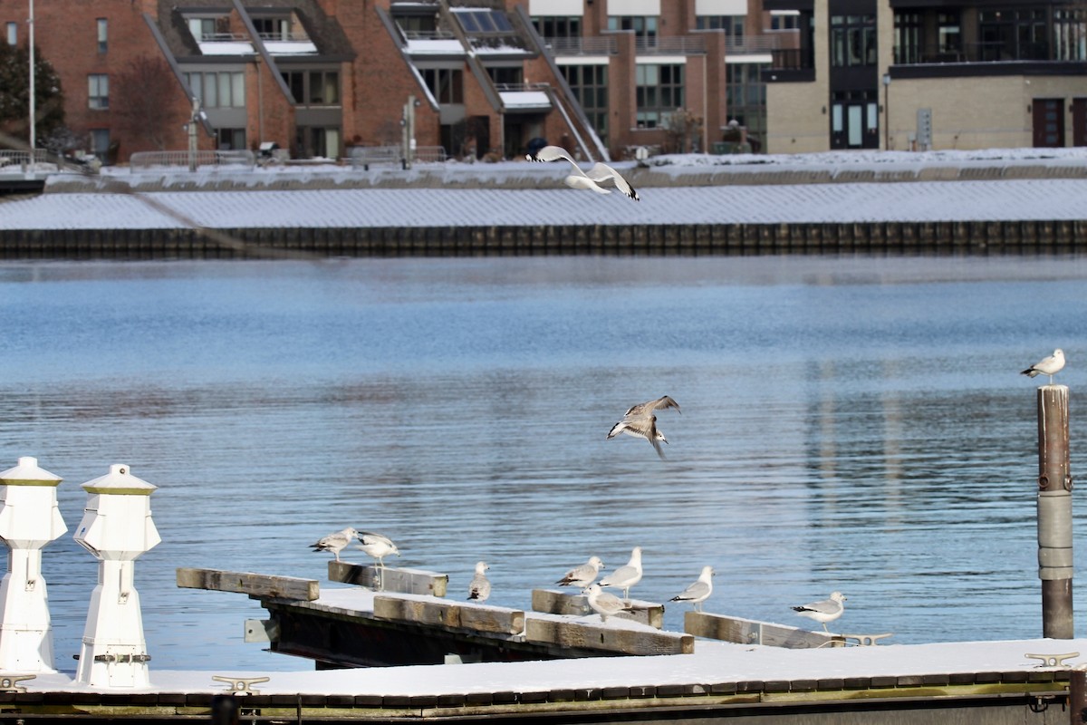 Laughing Gull - ML402474201