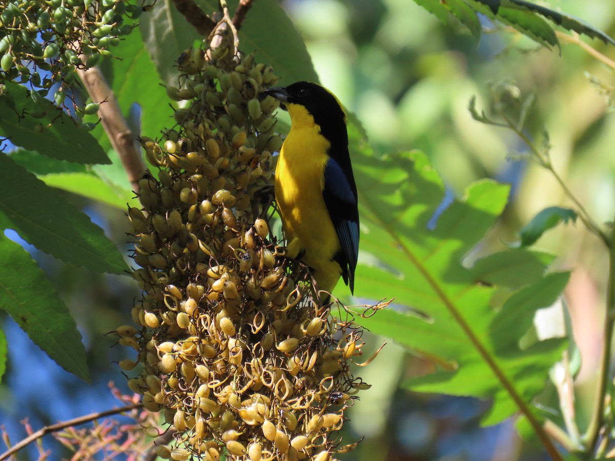 Blue-winged Mountain Tanager - ML402474921