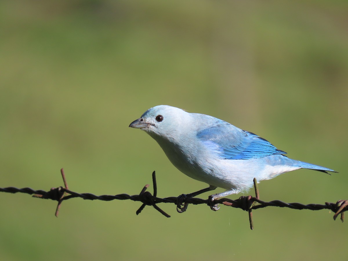 Blue-gray Tanager - ML402475181