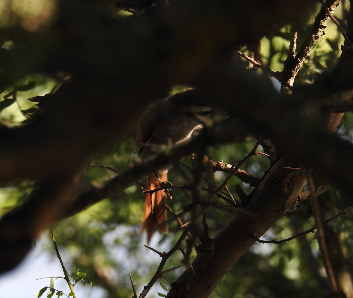 Stripe-crowned Spinetail - ML402476021