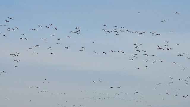 ברנטה קנדית - ML402476261