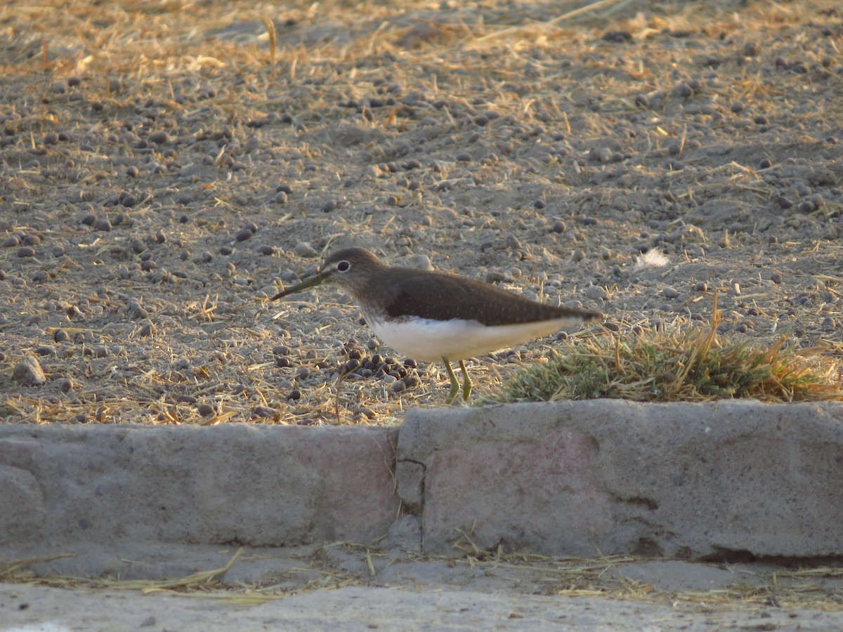 Green Sandpiper - ML40247821