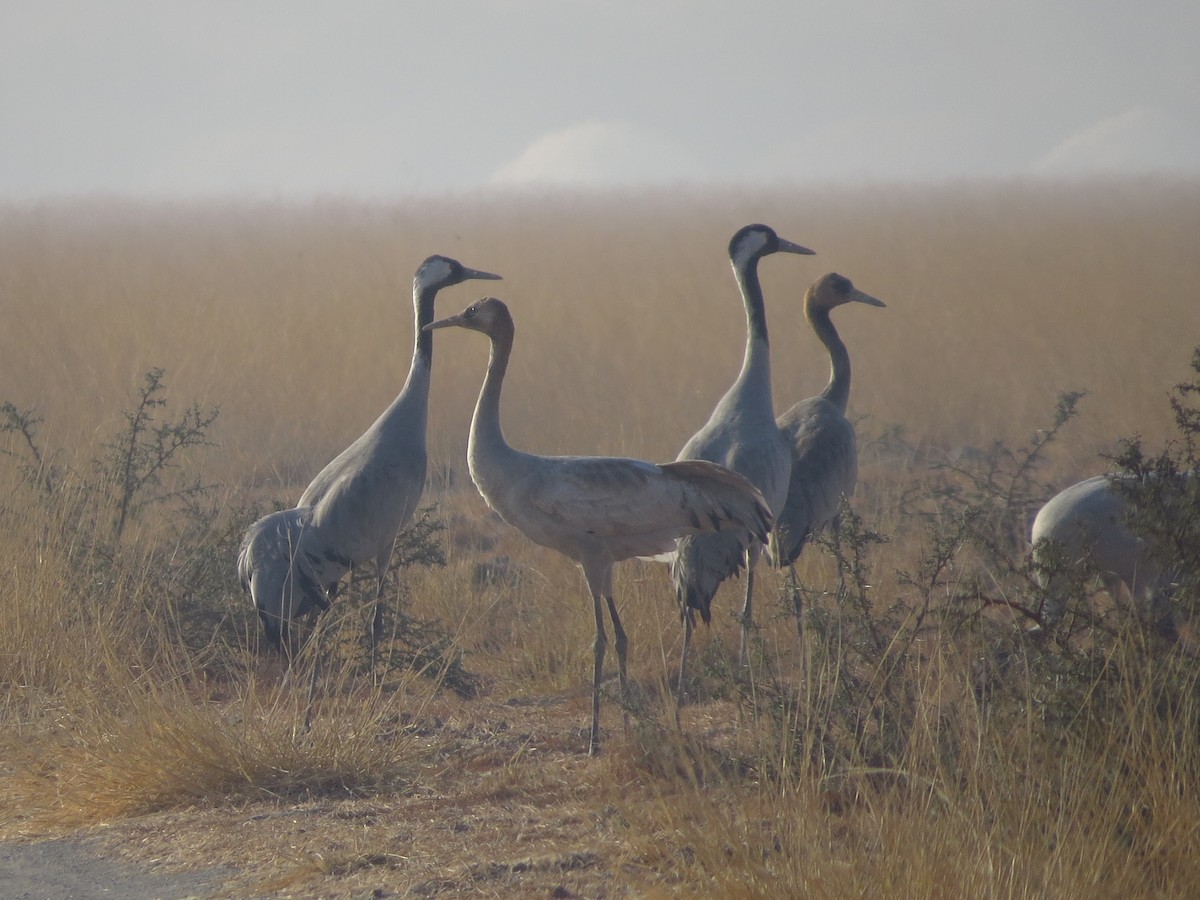 Common Crane - ML40247841