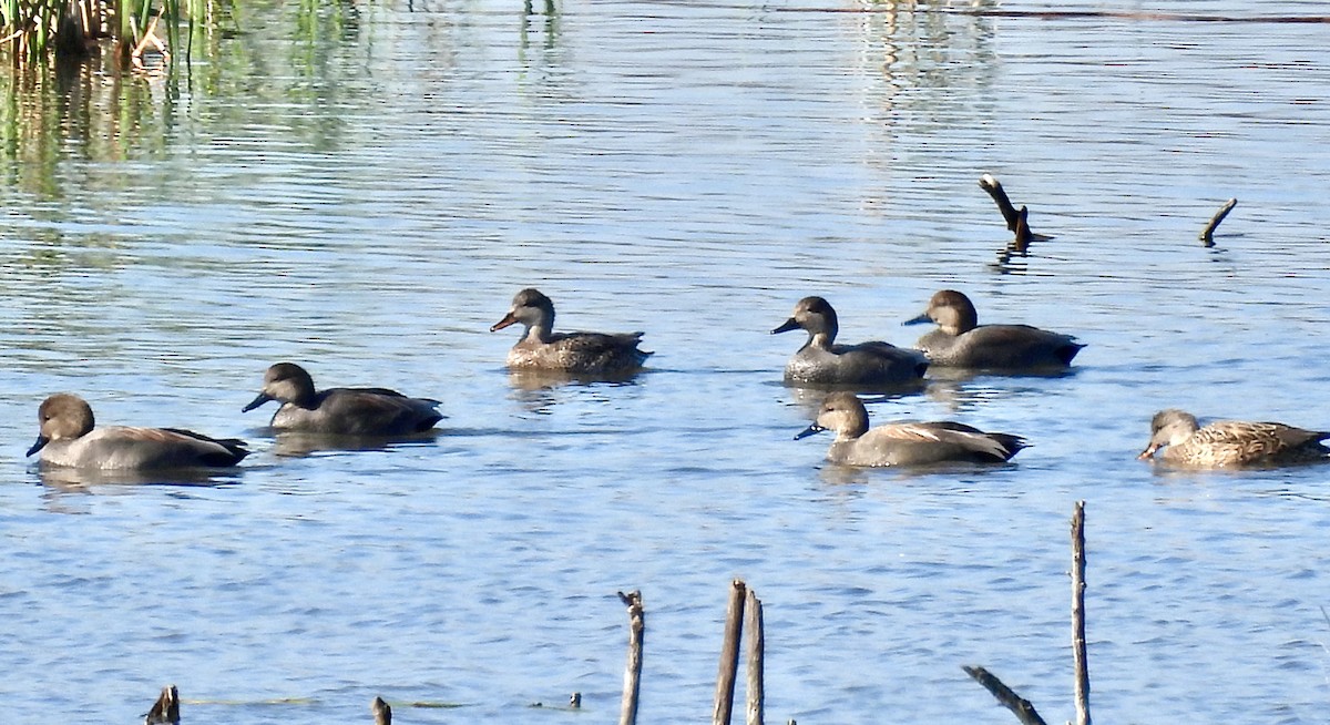 Gadwall - ML402478421