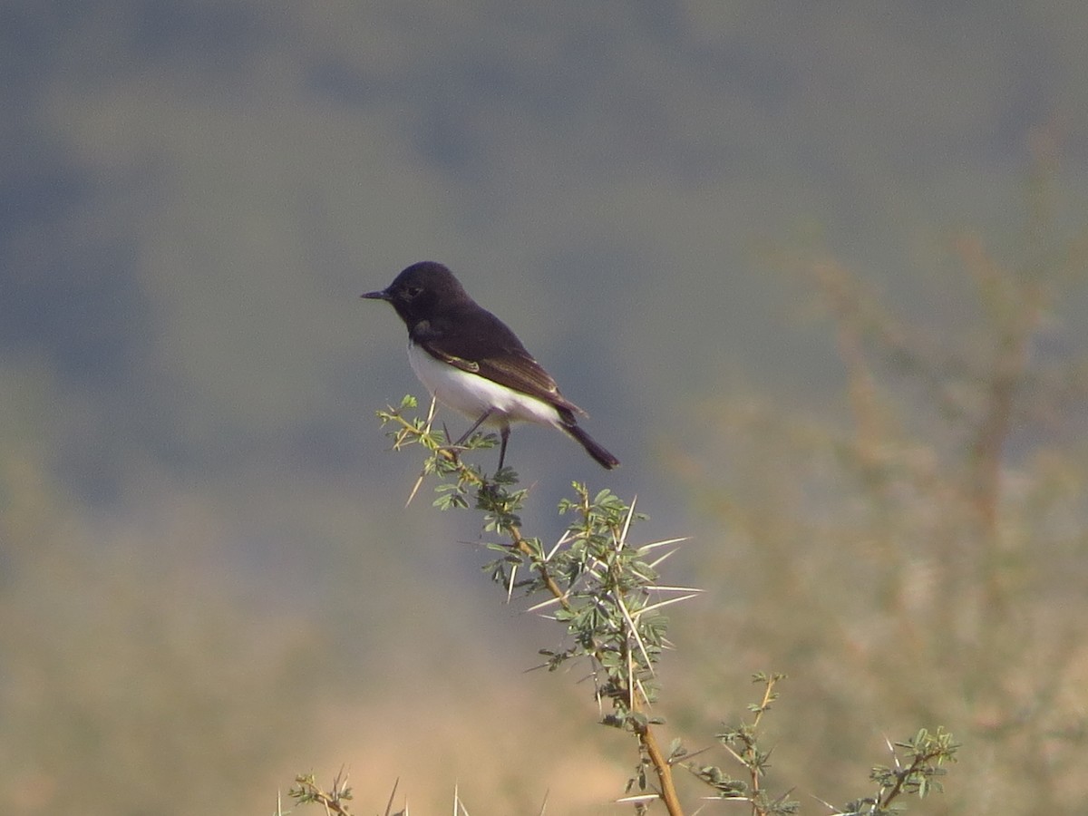 Variable Wheatear - Ritvik Singh