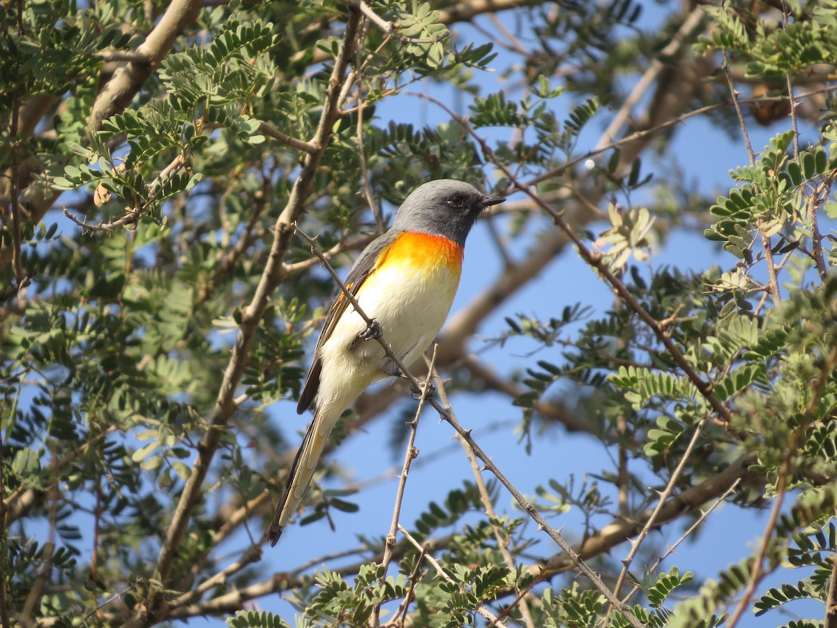 Small Minivet - ML40247911