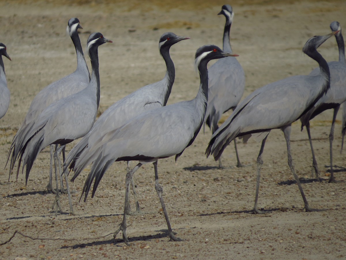 Demoiselle Crane - Ritvik Singh