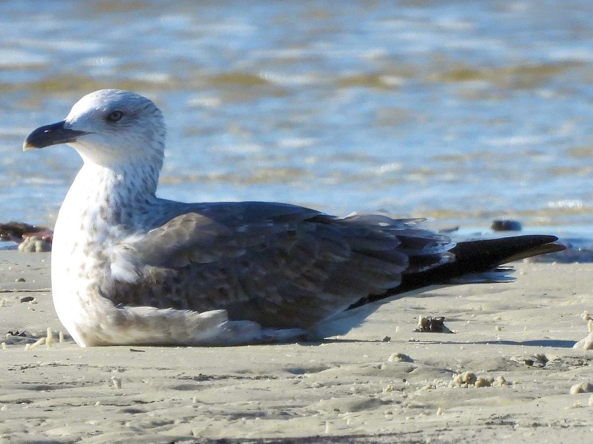 Lesser Black-backed Gull - ML402480011