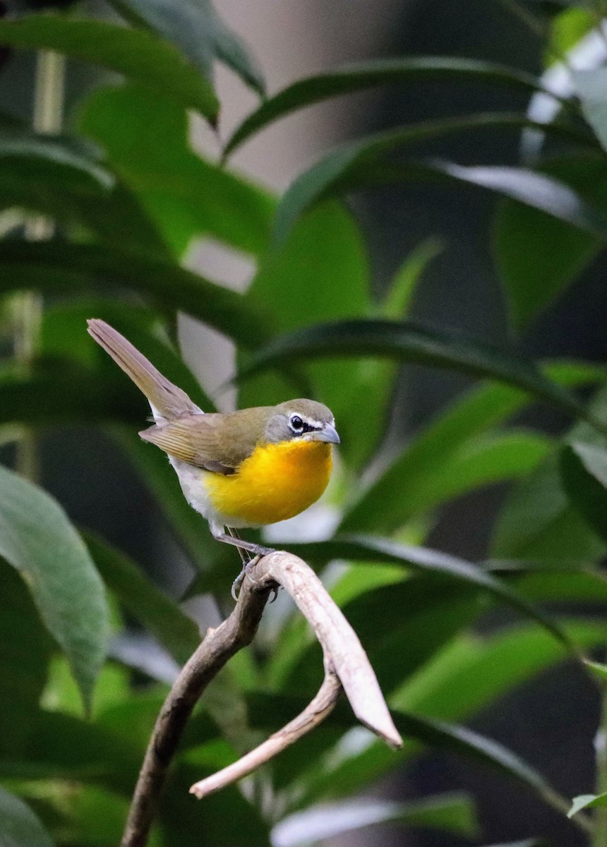 Yellow-breasted Chat - ML402480021