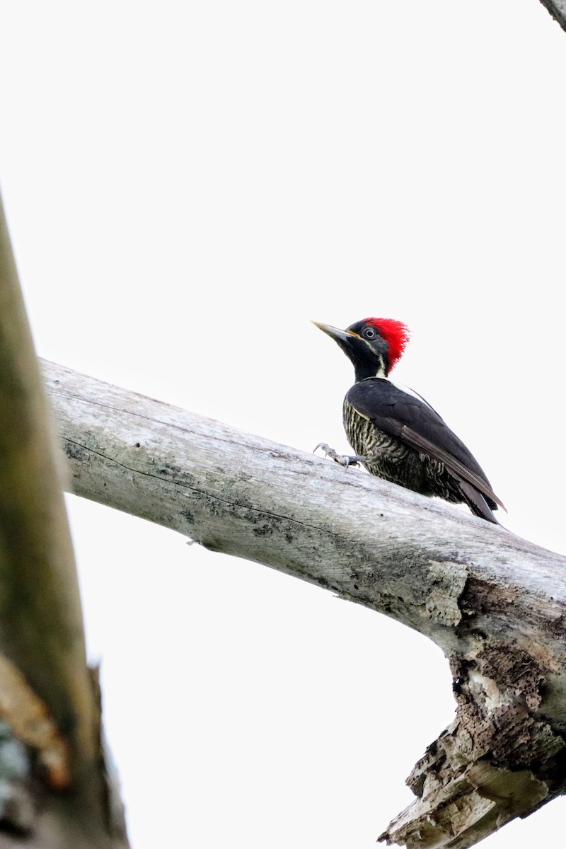 Lineated Woodpecker - ML402480371