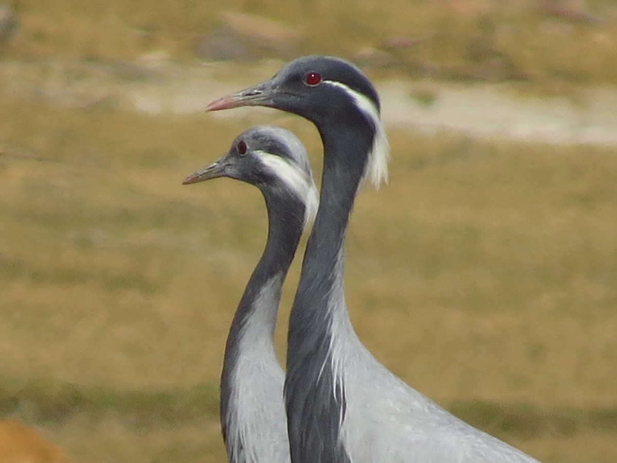 Demoiselle Crane - ML40248051