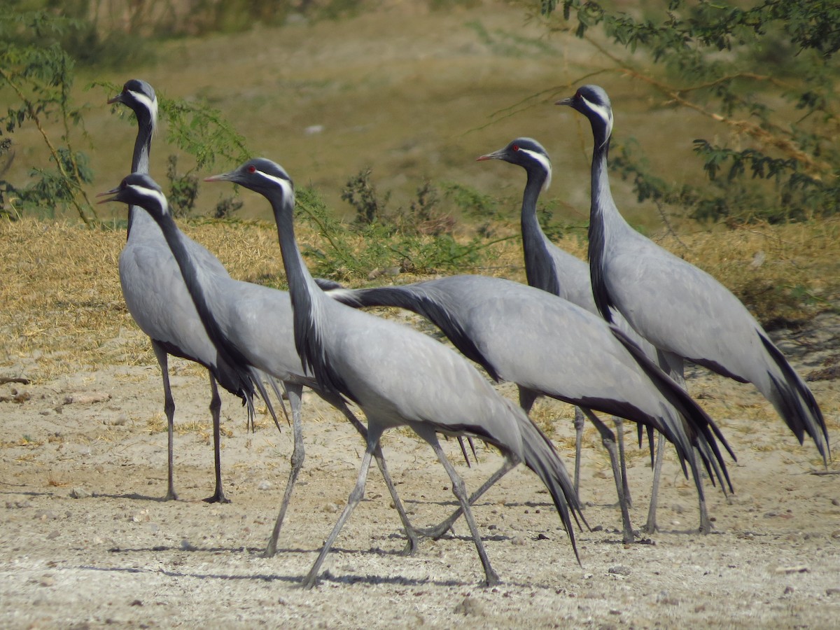 Demoiselle Crane - ML40248071