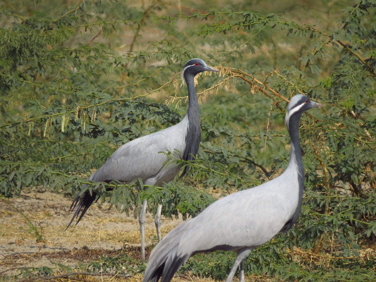 Demoiselle Crane - ML40248091