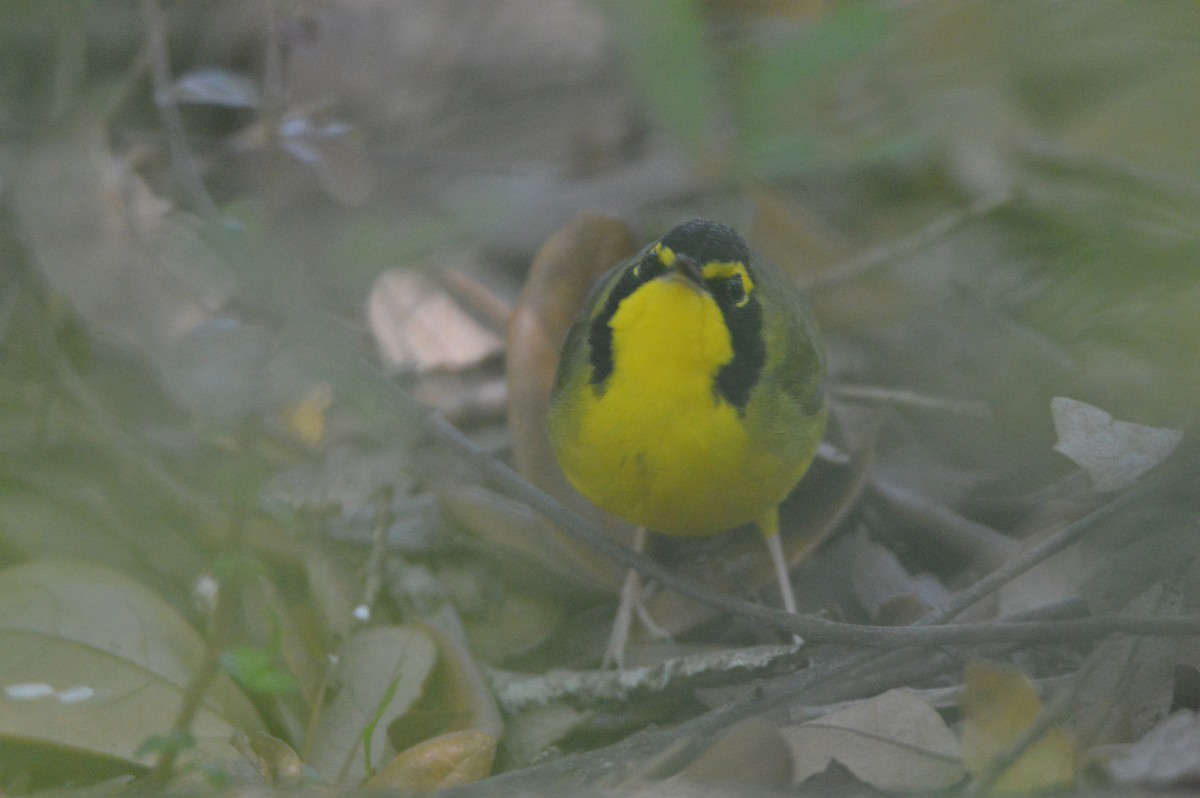 Kentucky Warbler - ML40248171