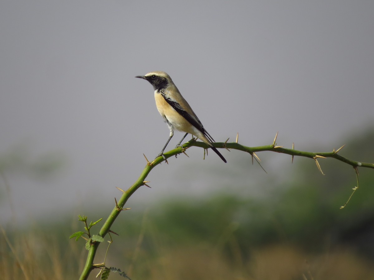 Desert Wheatear - ML40248181