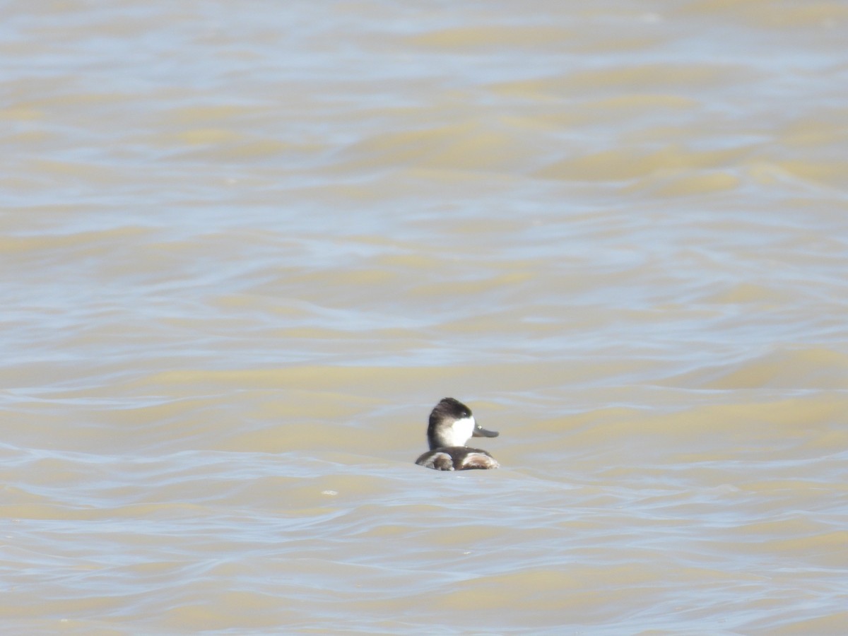 Ruddy Duck - ML402482591