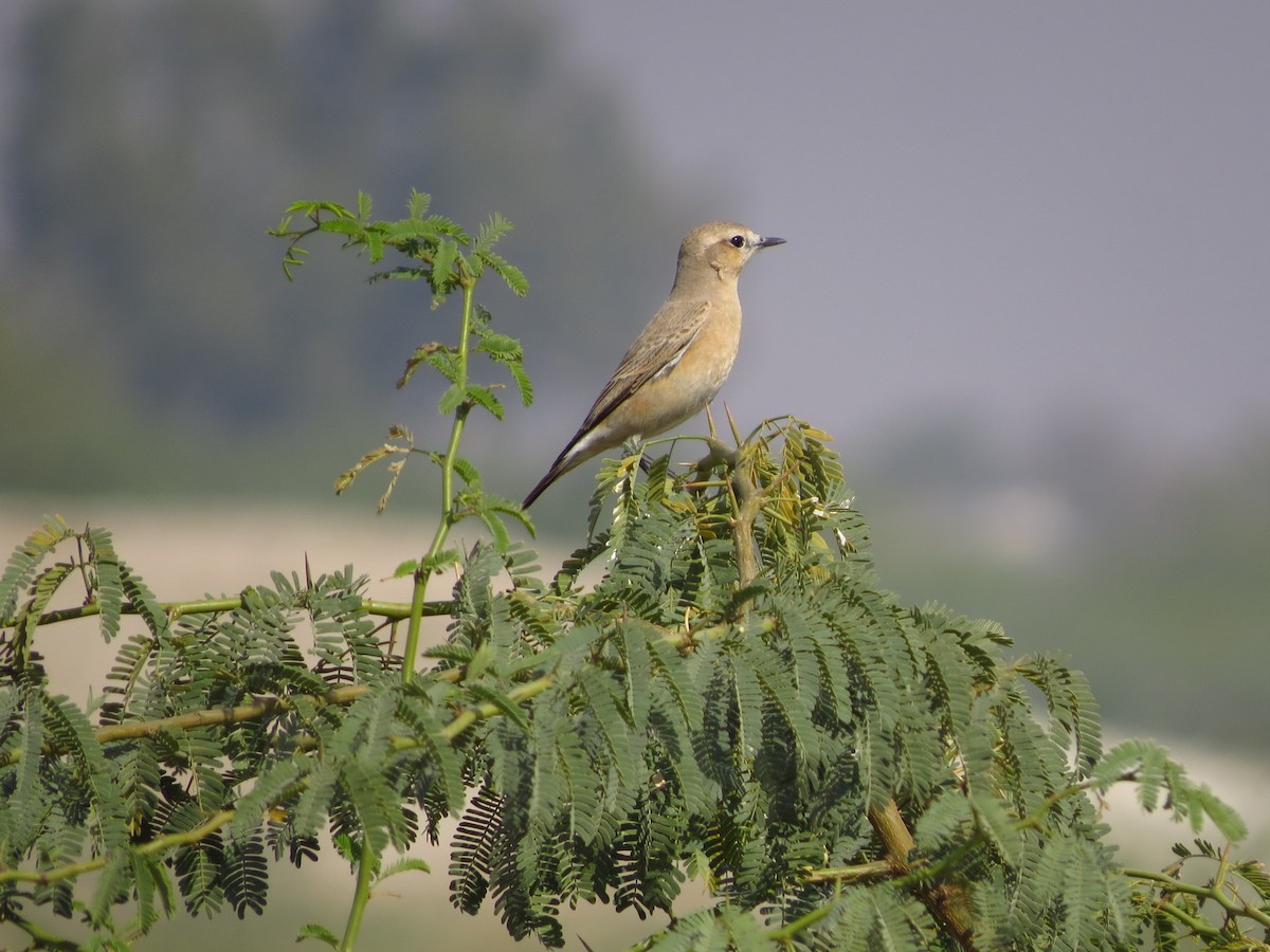 Isabelline Wheatear - ML40248261