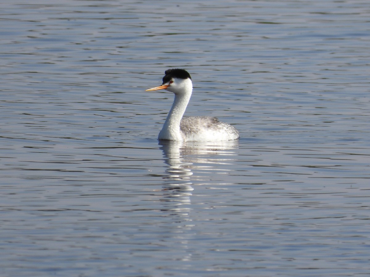 Clark's Grebe - ML402482831