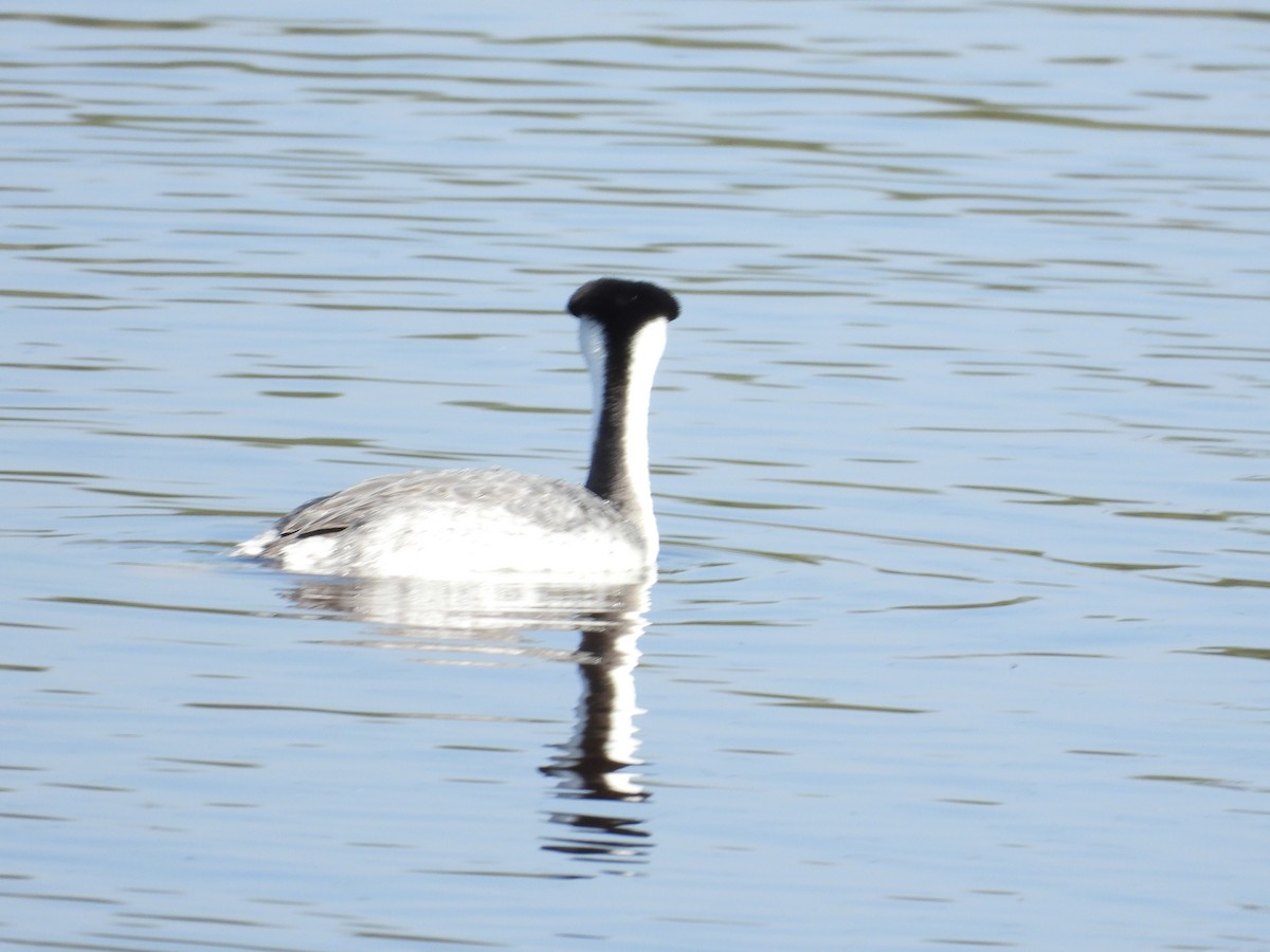 Clark's Grebe - ML402482921