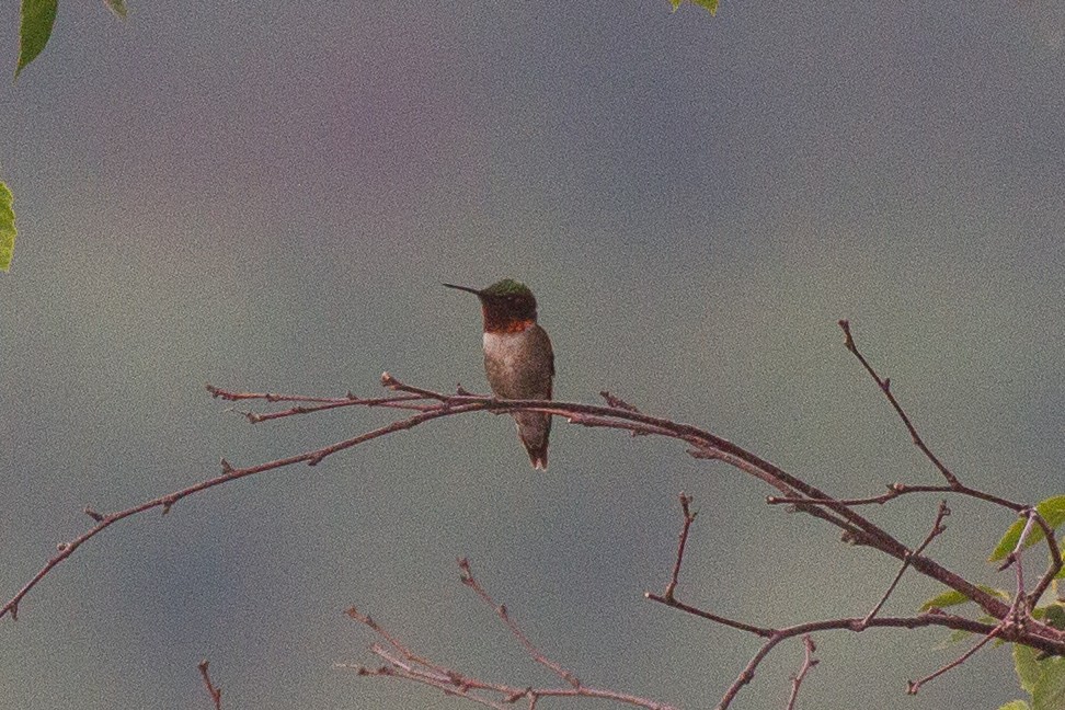 Ruby-throated Hummingbird - ML402482931