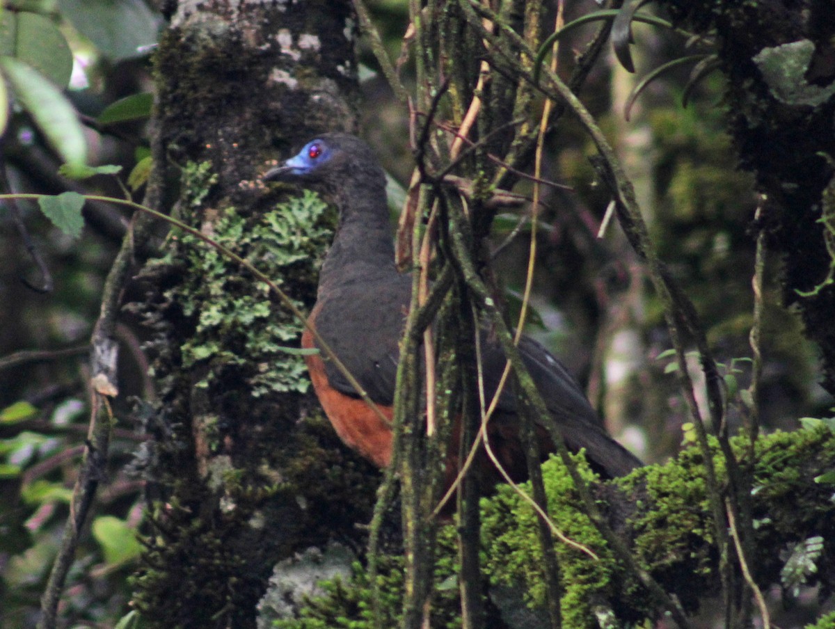 Sickle-winged Guan - ML402483811