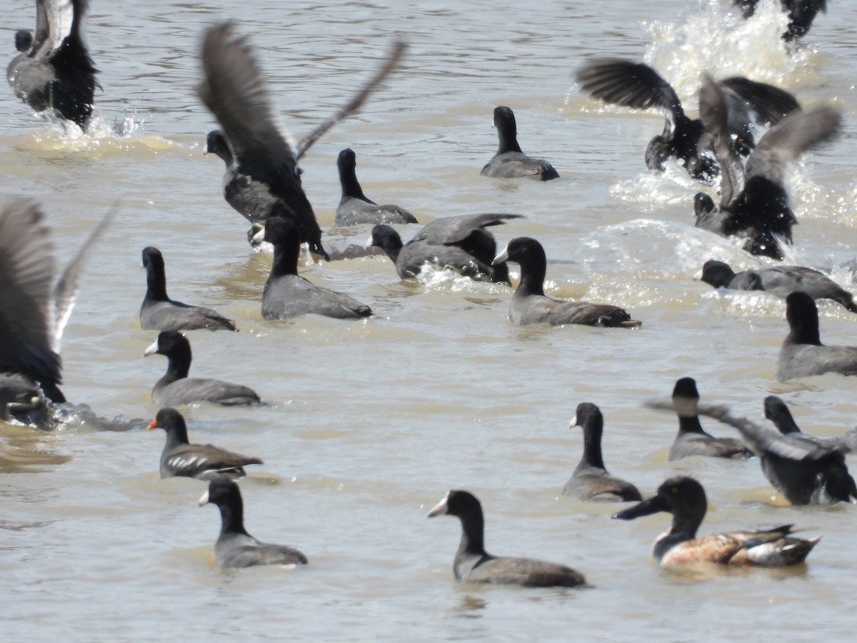 American Coot - ML402484231