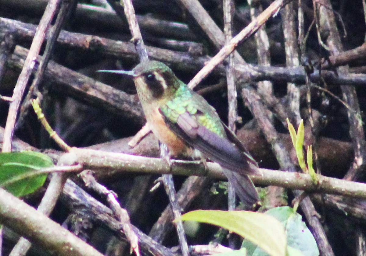 Speckled Hummingbird - Alejandro Mendoza