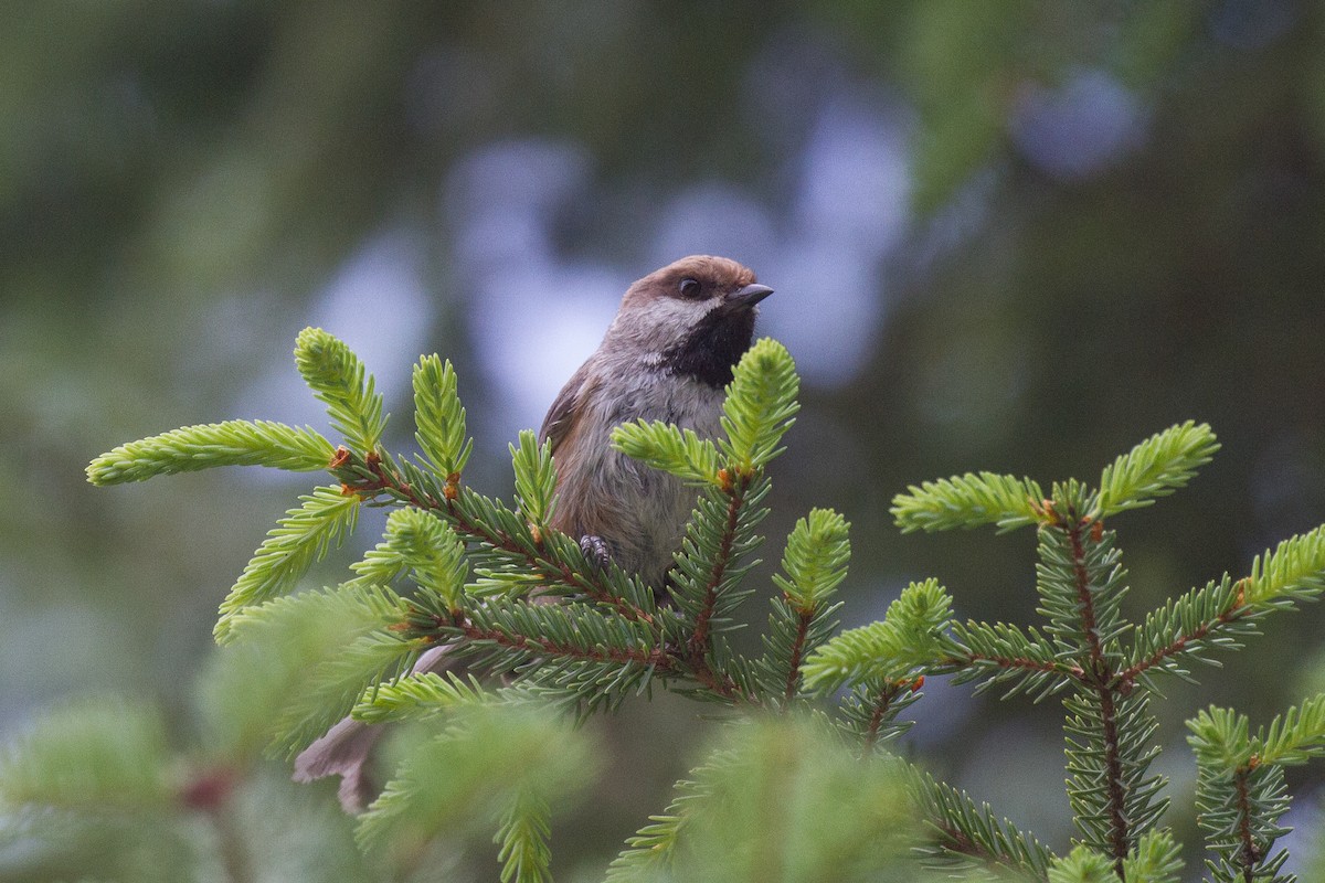 Boreal Chickadee - ML402484851