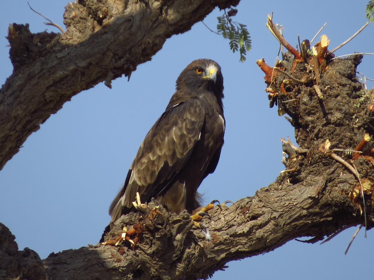 Booted Eagle - ML40248581