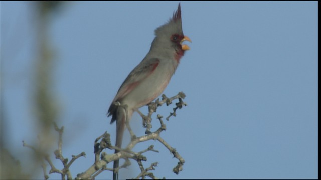 ムネアカコウカンチョウ - ML402486