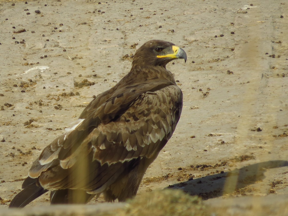 Steppe Eagle - ML40248621