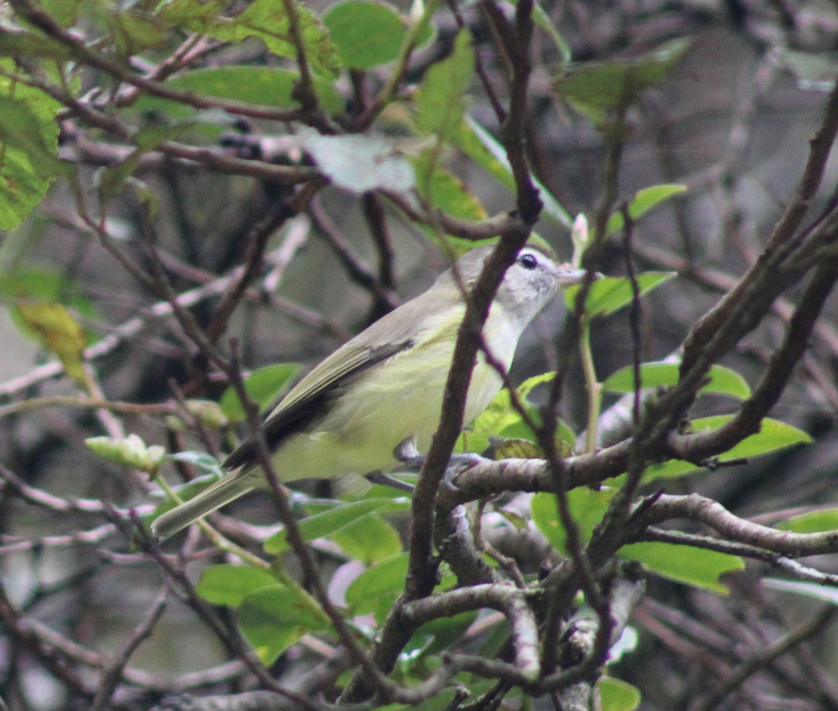 Brown-capped Vireo - ML402486501