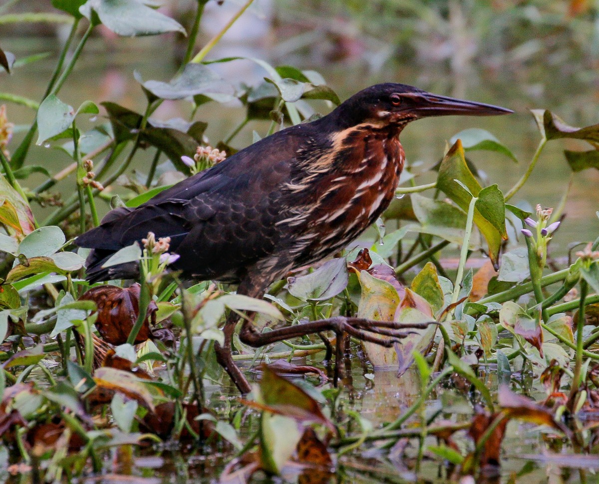 Black Bittern - Neoh Hor Kee