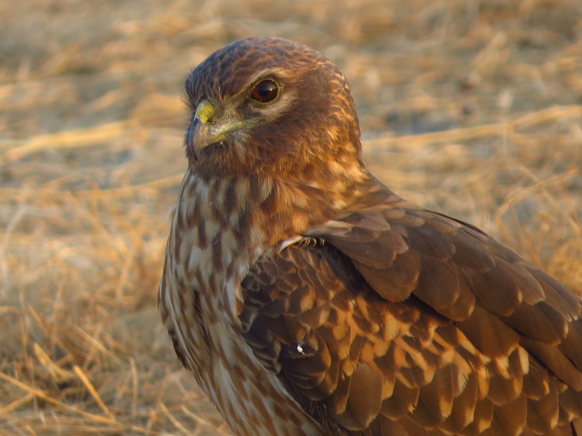 Pallid Harrier - ML40248801