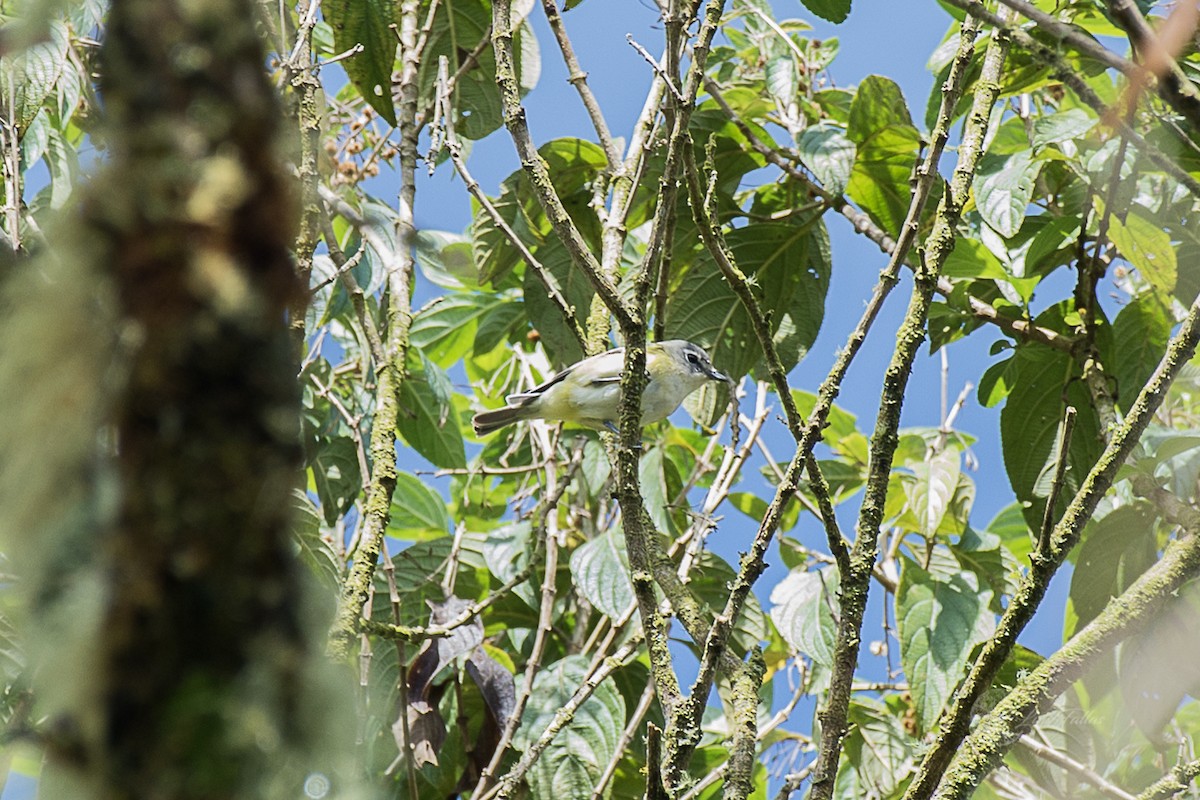 Blue-headed Vireo - ML402488271