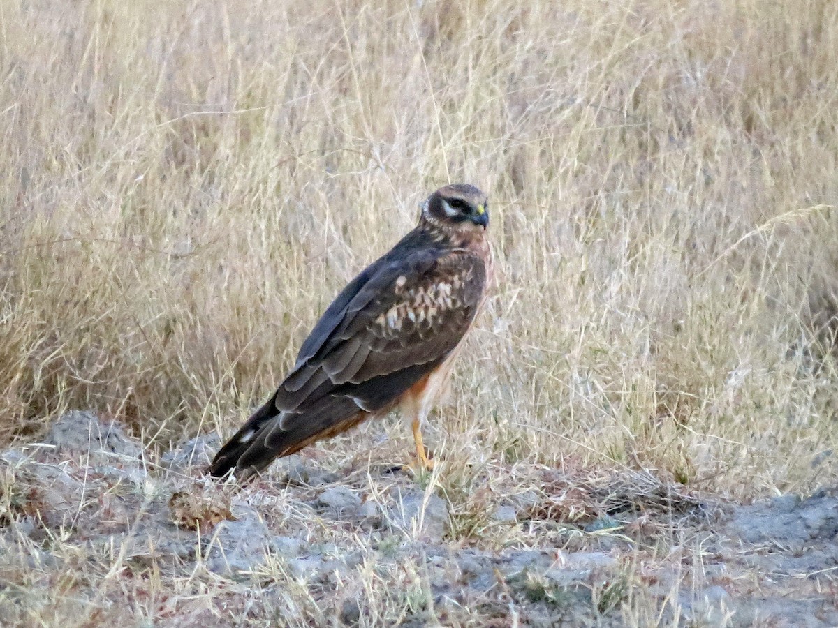 Pallid Harrier - ML40248831