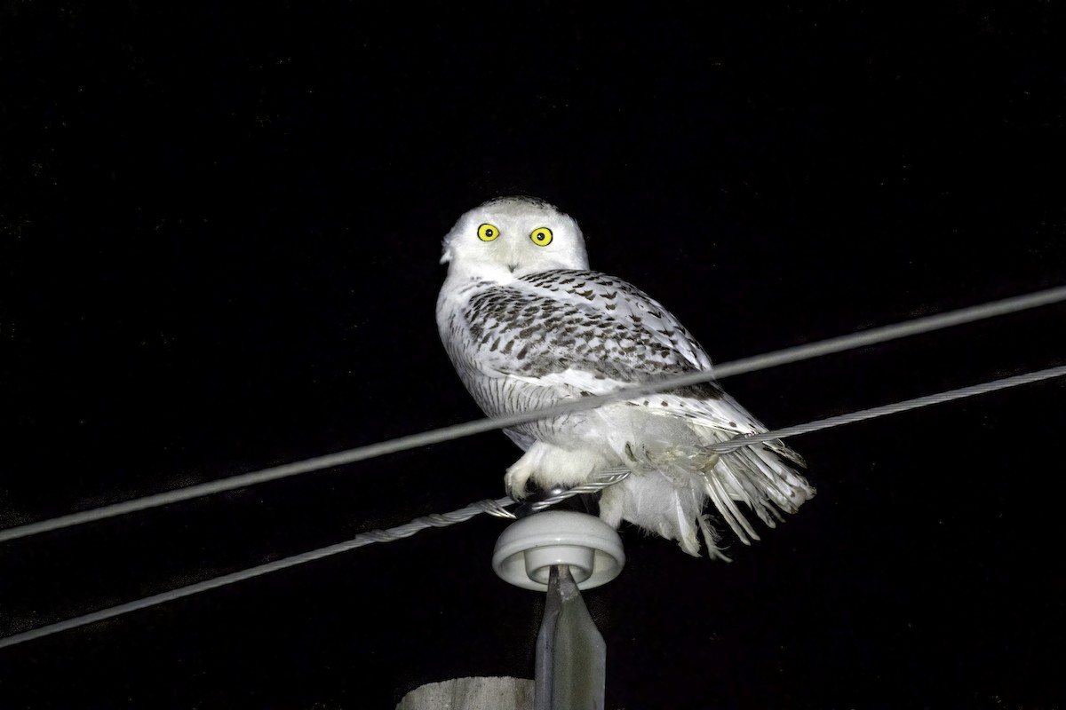 Snowy Owl - Bryan Box