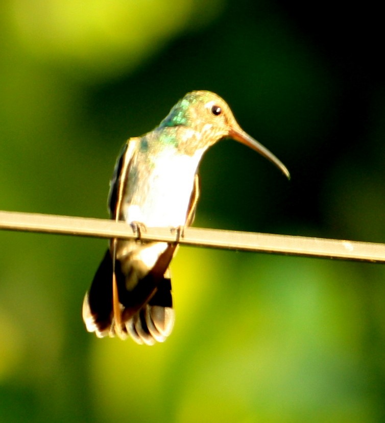 Glittering-throated Emerald - Carlos José Díaz García