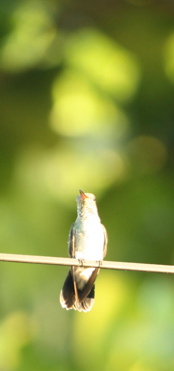 kolibřík zrcadlový - ML402488681
