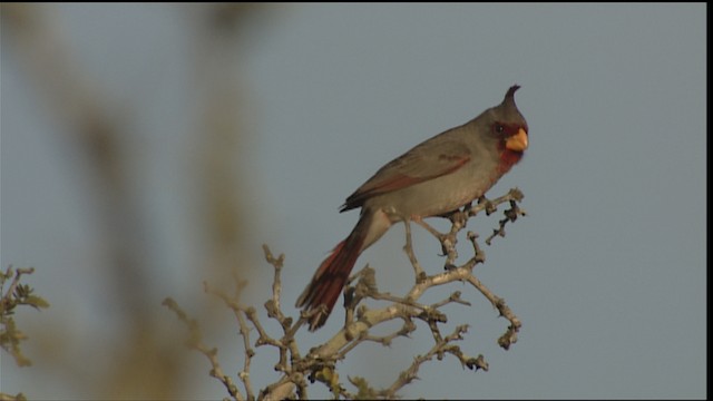 ムネアカコウカンチョウ - ML402489