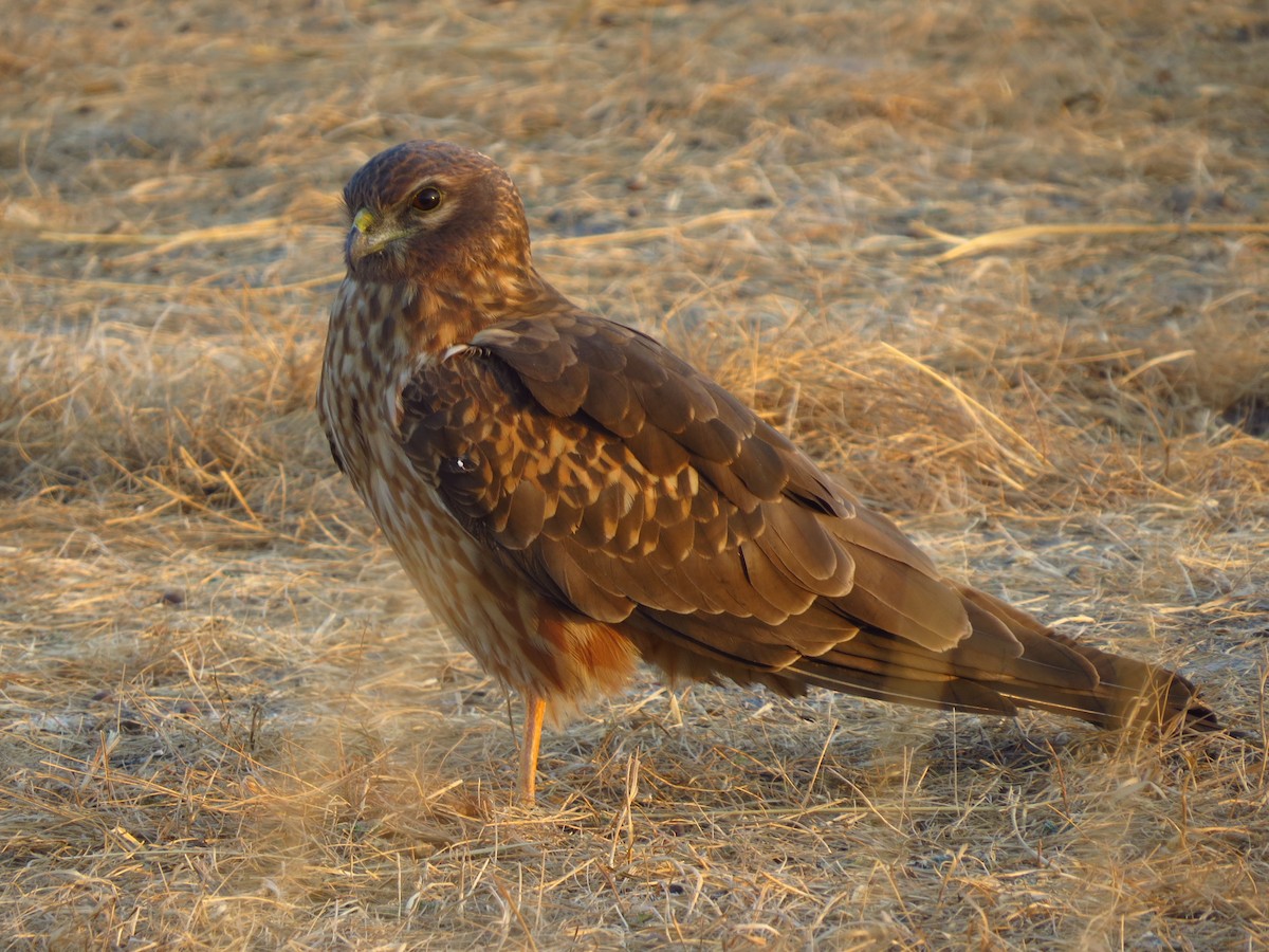 Pallid Harrier - ML40248911