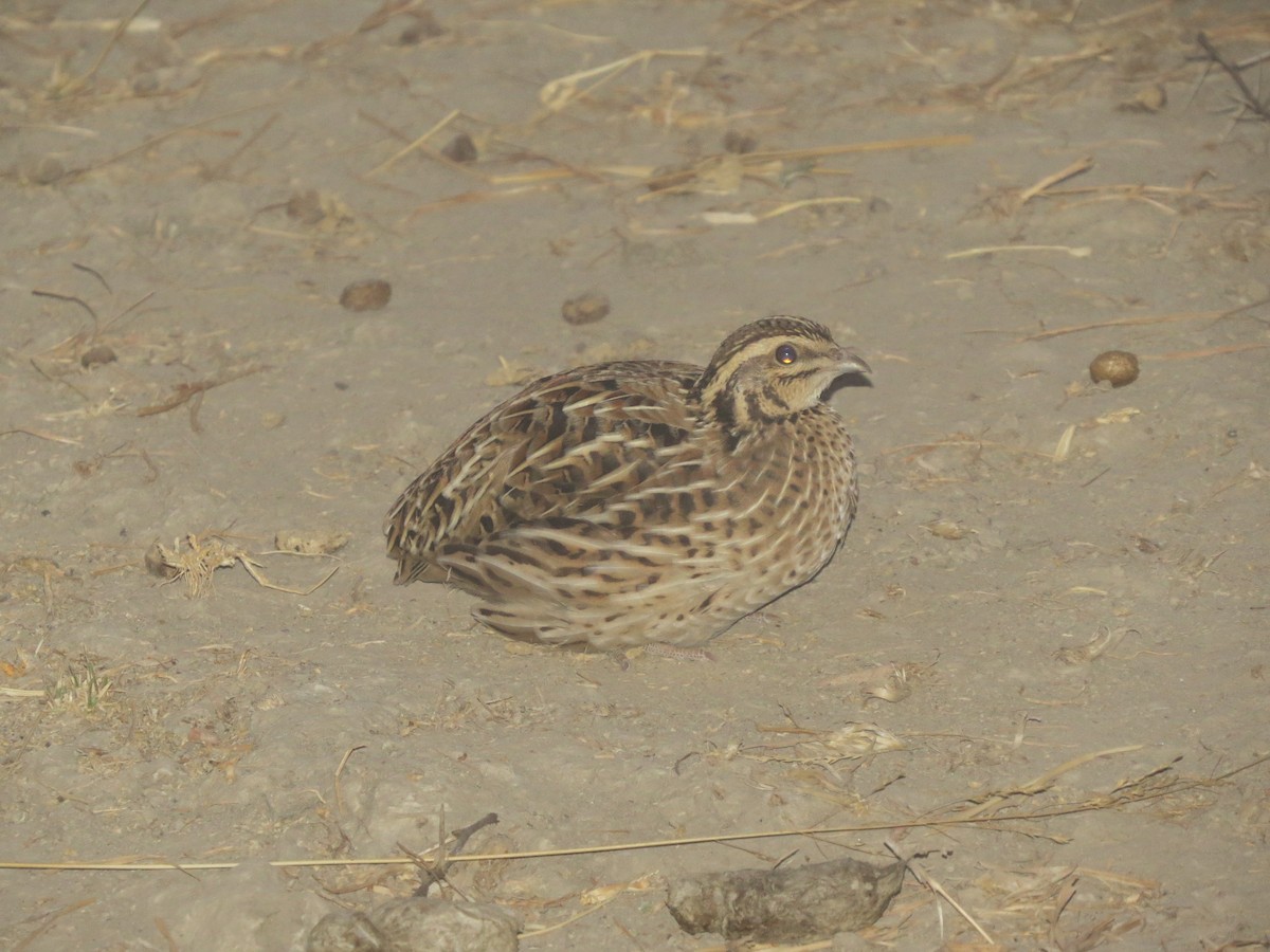 Common Quail - ML40248971