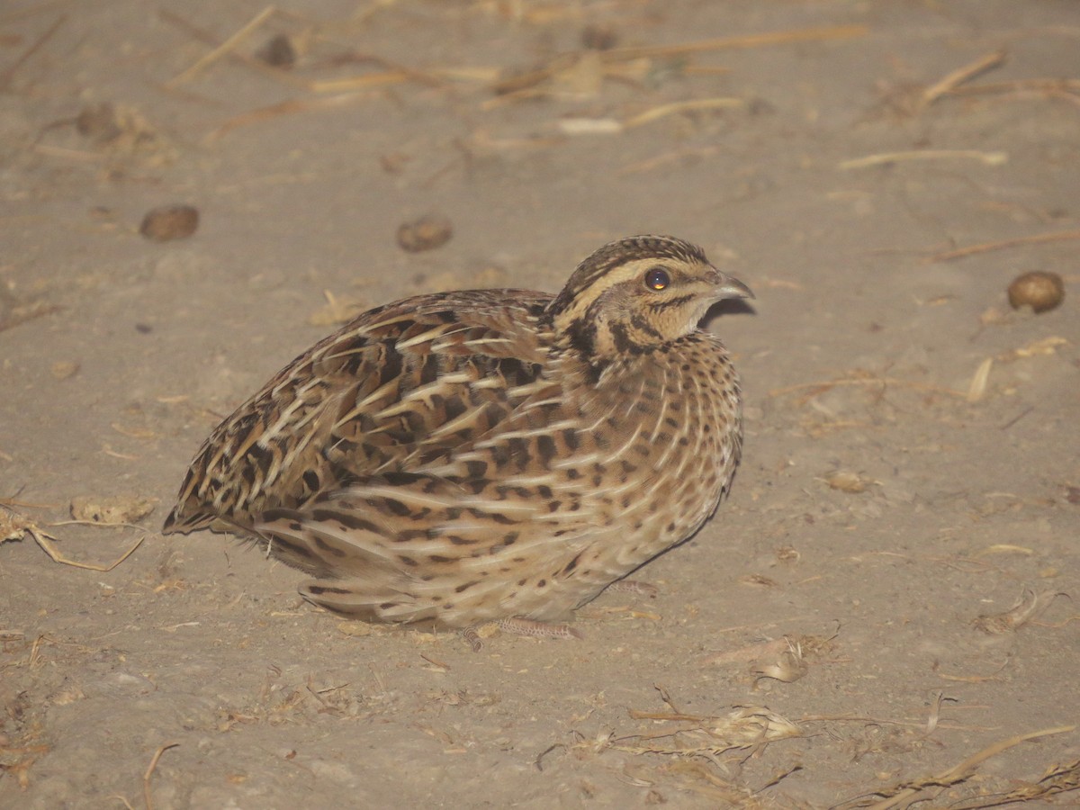 Common Quail - ML40248991