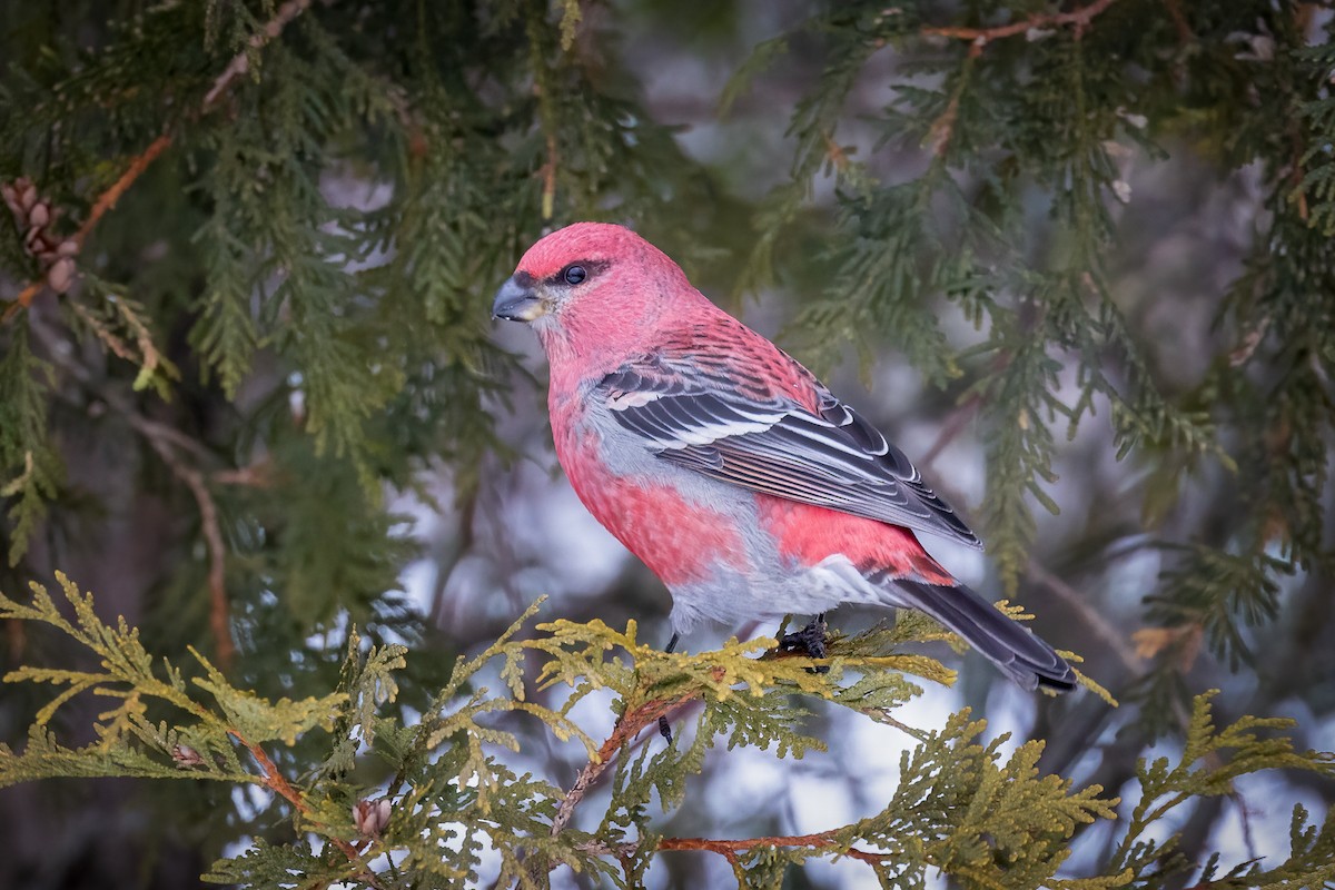 Pine Grosbeak - ML402489931