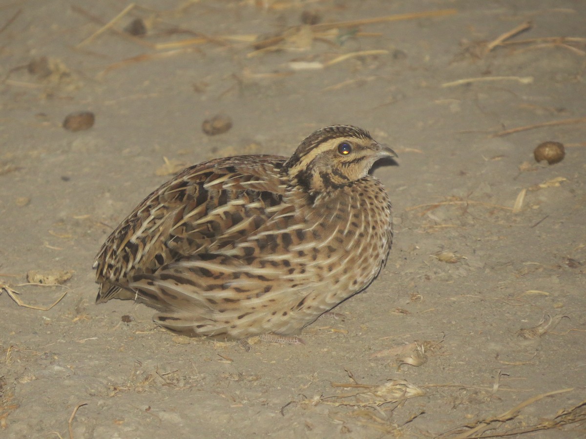 Common Quail - ML40249031