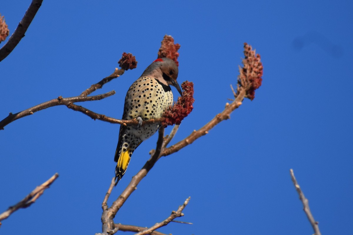 Northern Flicker - Scott Johnson