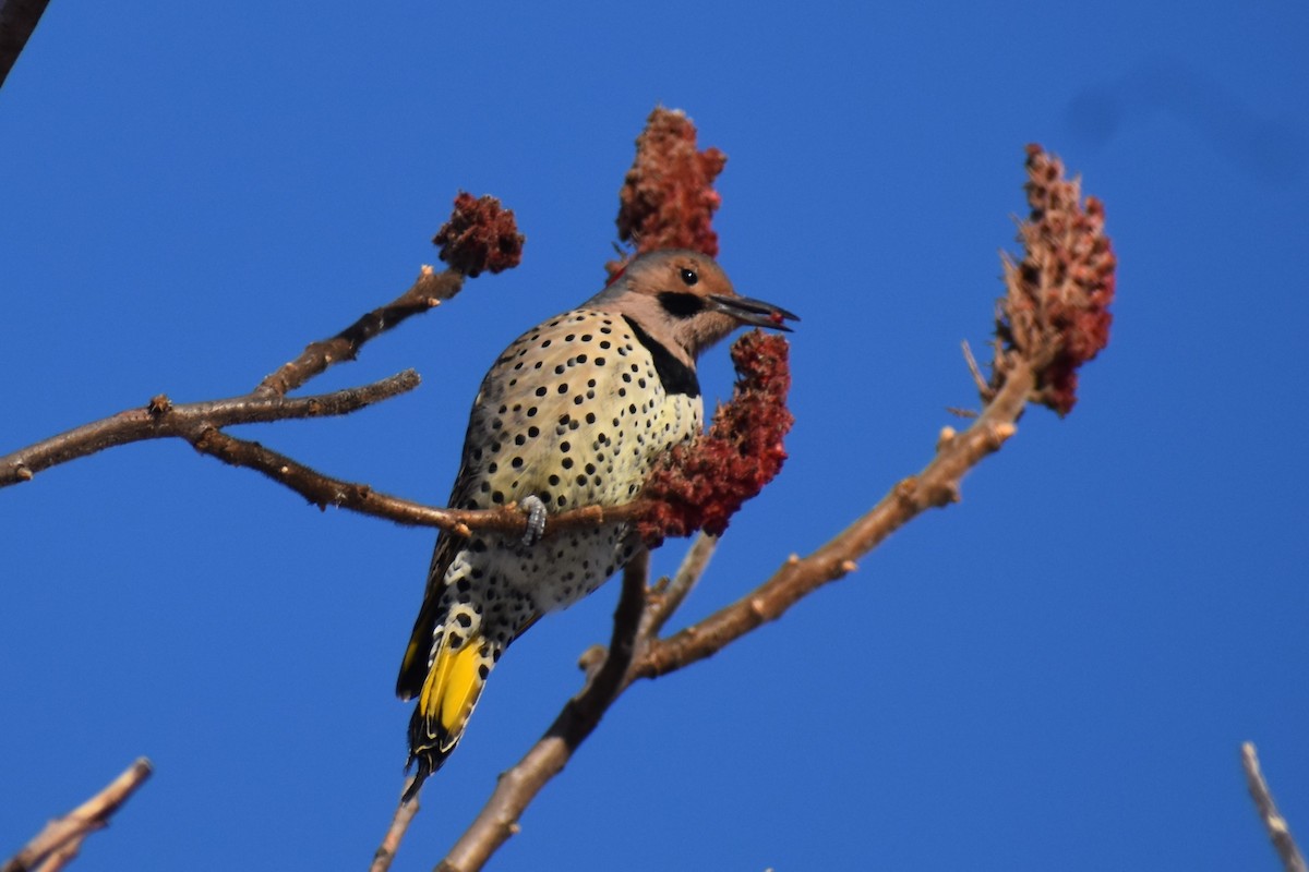 Northern Flicker - ML402491901