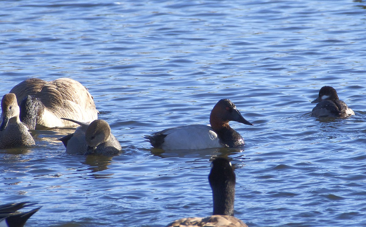 Canvasback - ML402492371