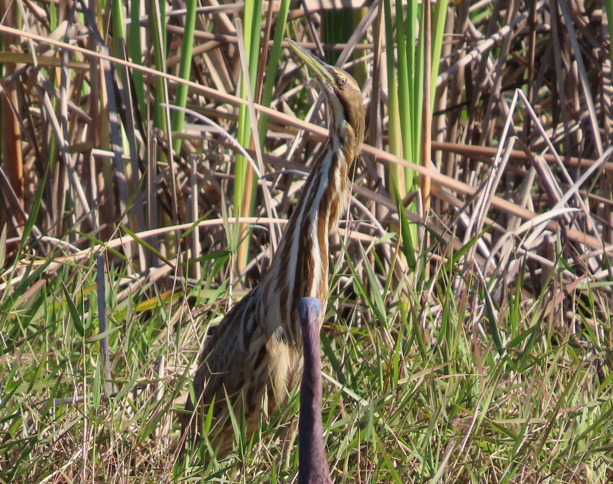 American Bittern - ML402492431